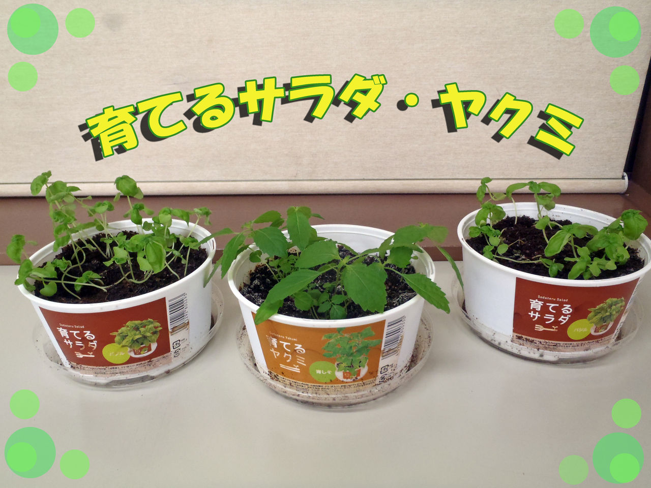 育てるサラダ・ヤクミ