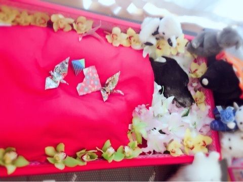 藤原紀香さんと愛犬2