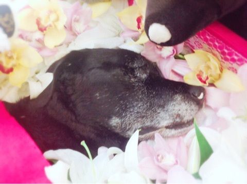 藤原紀香さんと愛犬3
