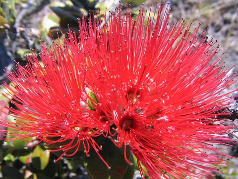 ohialehua2