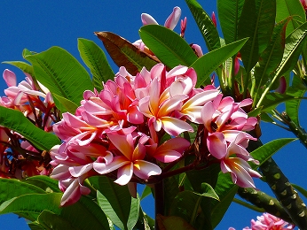 P1060087