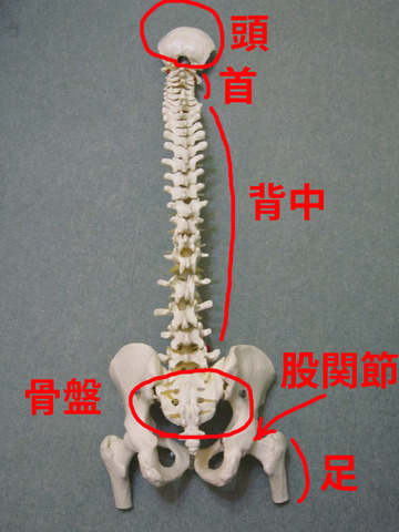 脊柱-2