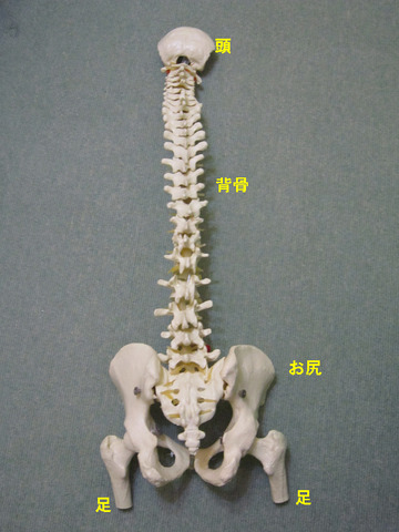 脊柱-0