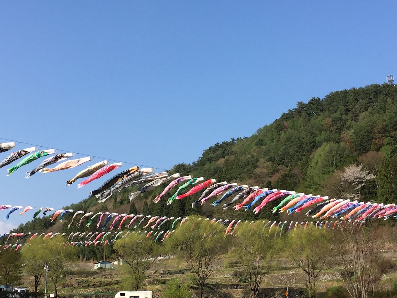 山梨 鯉のぼり