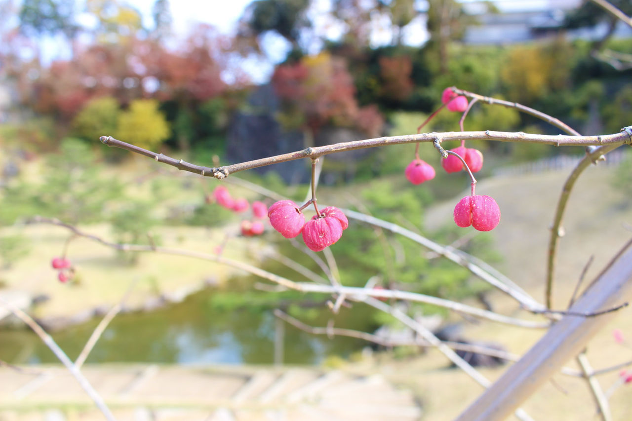 秋と木の実