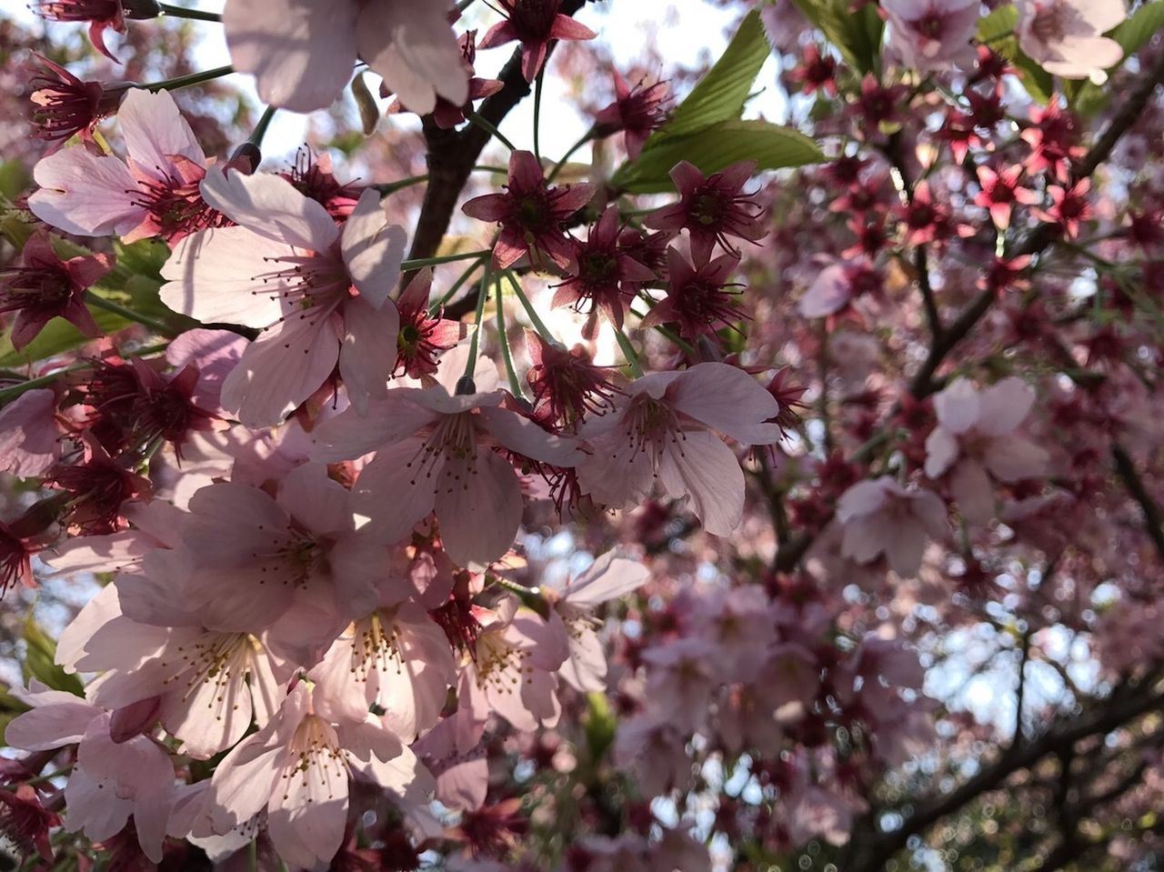 桜さくら