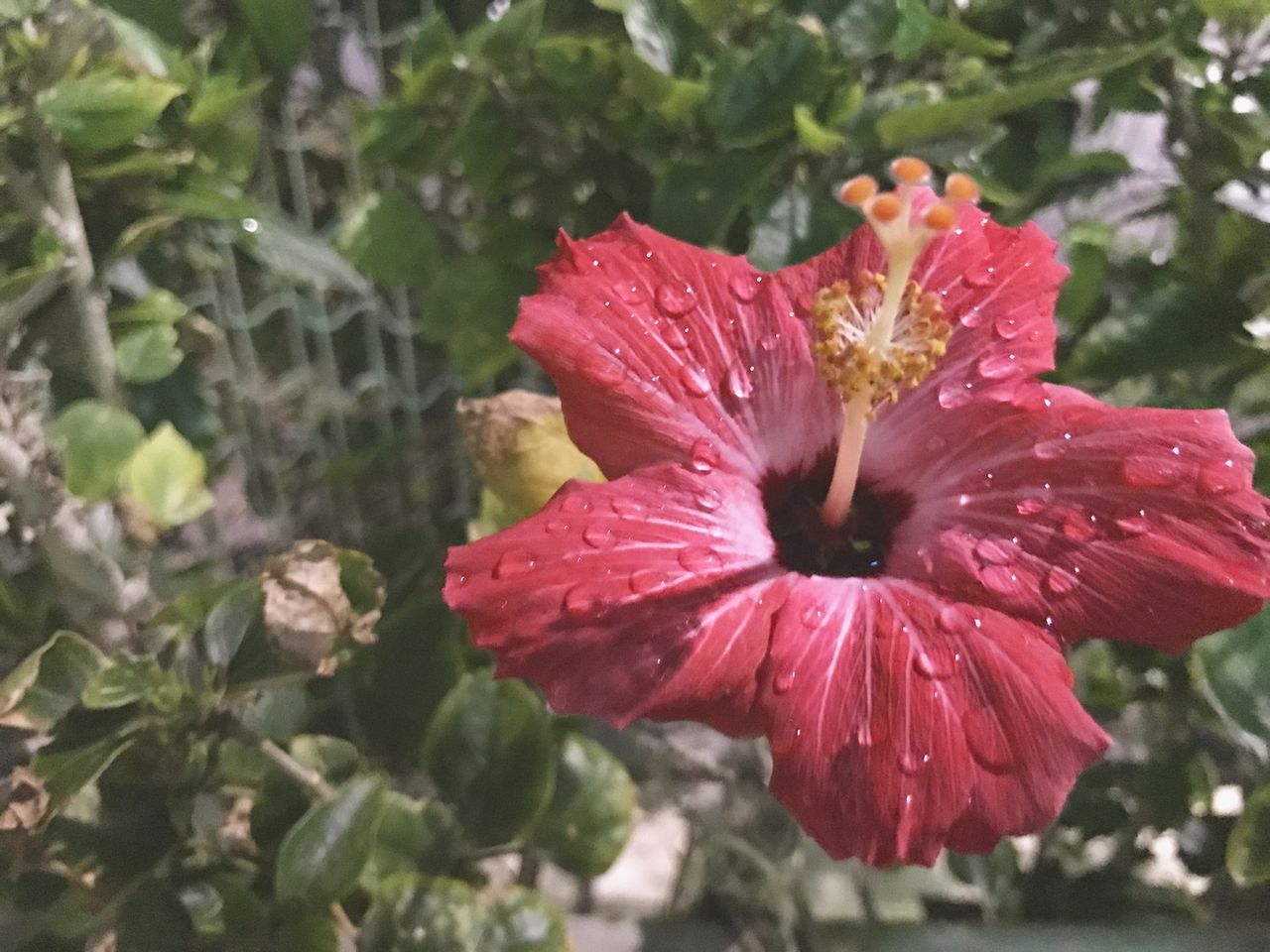 雨の日の