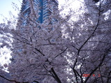 桜2