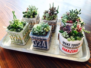 mini succulents