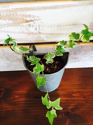 replanted ivy