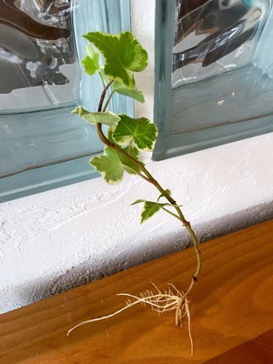 plant roots