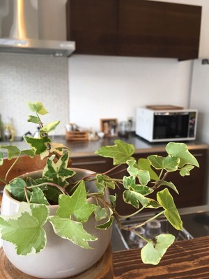 ivy in mag