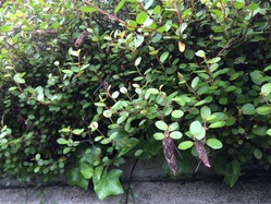 IMG_0153