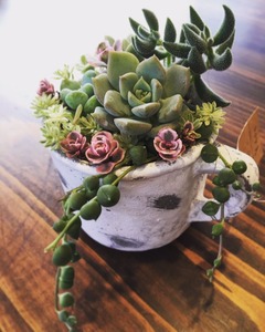 mag succulents