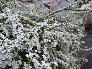 IMG_3139