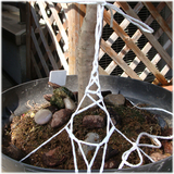 ライチ