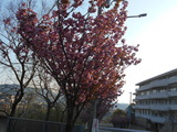 DSCN6107
