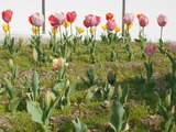 DSCN5924