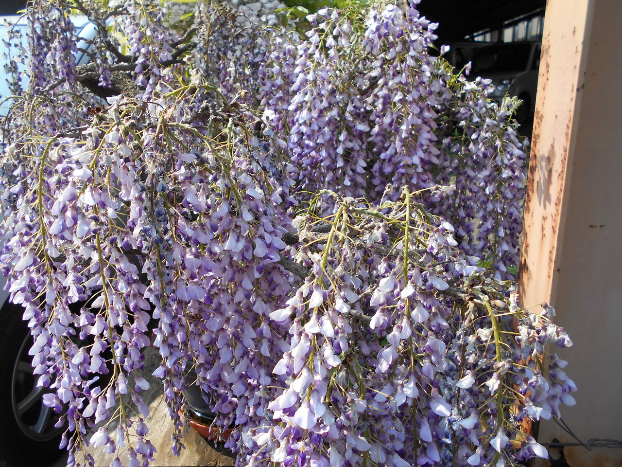 DSCN1354