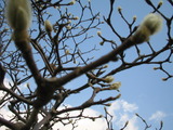 木蓮の芽3