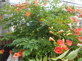DSCN2417