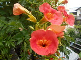 DSCN2418