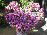 DSCN7630
