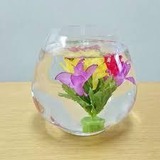 水中花3