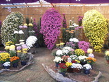 DSCN7636