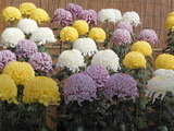 DSCN7632