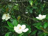 泰山木2