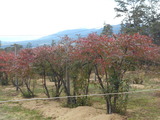 DSCN7709