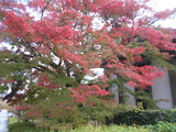 DSCN7737
