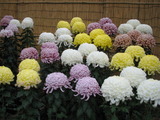 菊匂ふ1