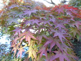 DSCN7628