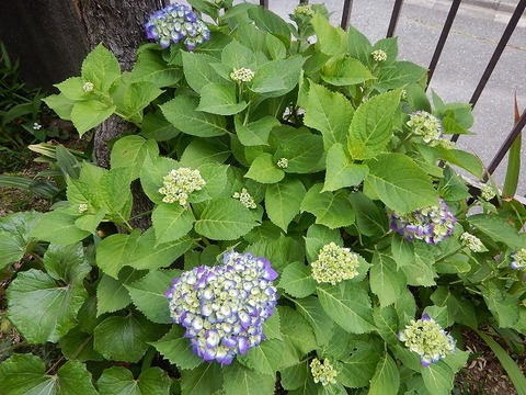 DSCN4677