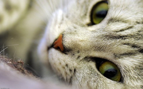 11178_Cute_Cat1680_1050