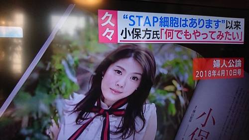 小保方晴子現在