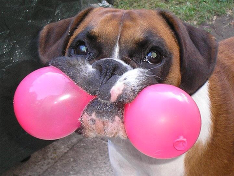 boxer-dog-balloon