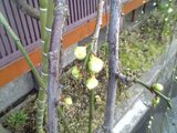 ume1