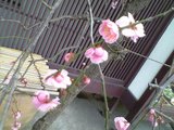 ume2