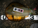 hirata0206