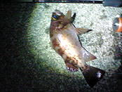 201002202053001