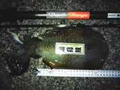 NCM_0102