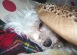 sleepy