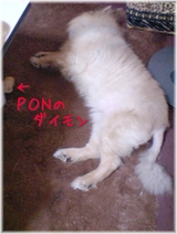 PONÂÀ¤È¥À¥¤¥â¥ó¡Ê¥¢¥Õ¥é¥Ã¥¯¥À¥Ã¥¯¡Ë