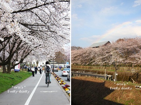 桜