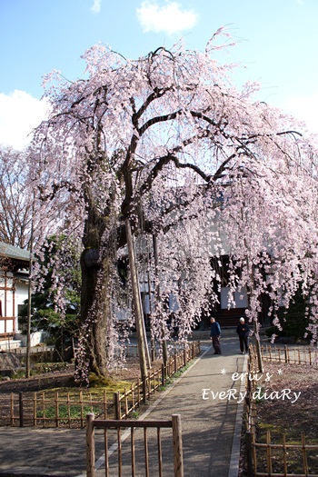 しだれ桜