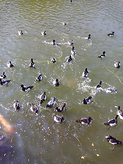 ペンギンガモ