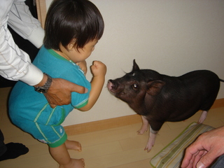 飼いぶたに腰が引けるがっちゃん